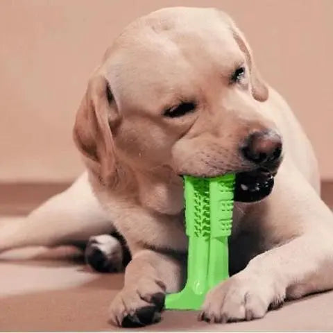 Brosse à dents molaire pour chien | DENTALDOG™ - {{ Foxy et Jazzy }}